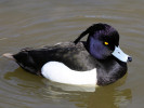 Tufted Duck (WWT Slimbridge April 2011) - pic by Nigel Key